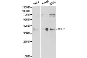 Western blot analysis of extracts of various cell lines, using CDK6 antibody. (CDK6 antibody)