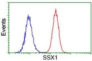 Image no. 1 for anti-Synovial Sarcoma, X Breakpoint 1 (SSX1) antibody (ABIN1501156) (SSX1 antibody)