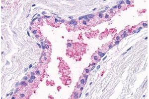 Anti-OR51E1 antibody  ABIN1049181 IHC staining of human prostate, glands. (OR51E1 antibody  (Cytoplasmic Domain))