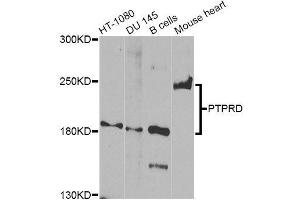 Western blot analysis of extracts of various cell lines, using PTPRD Antibody (ABIN5996431) at 1/1000 dilution. (PTPRD antibody)