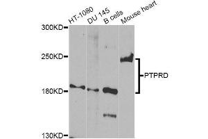 Western blot analysis of extracts of various cell lines, using PTPRD Antibody (ABIN5996431) at 1/1000 dilution.