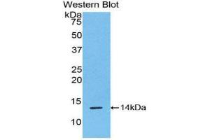 Western Blotting (WB) image for anti-R-Spondin 1 (RSPO1) (AA 21-135) antibody (ABIN1860473)