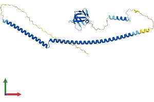 Protein Structure (PS) image for Breast Cancer Metastasis-Suppressor 1-Like (BRMS1L) (AA 1-323) protein (His tag) (ABIN7552846)