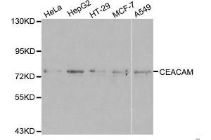 Western blot analysis of extracts of various cell lines, using CEACAM5 antibody. (CEACAM5 antibody)