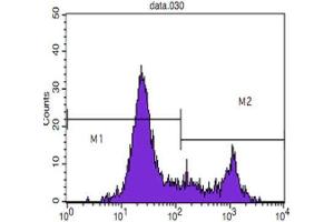 Flow Cytometry (FACS) image for anti-CD8 (CD8) antibody (ABIN1843096) (CD8 antibody)