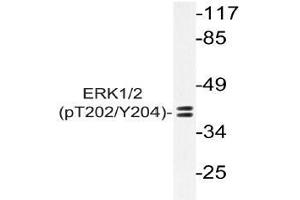 Western blot (WB) analysis of p-ERK1/2 antibody in extracts from Jurkat PMA cells. (ERK1 antibody  (pThr202, pTyr204))