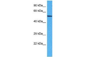 Host:  Mouse  Target Name:  DCT  Sample Tissue:  Mouse Skeletal Muscle  Antibody Dilution:  1ug/ml (DCT antibody  (Middle Region))