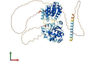 Protein Structure (PS) image for DEAD (Asp-Glu-Ala-Asp) Box Polypeptide 18 (DDX18) (AA 1-660) protein (His tag) (ABIN7559536)