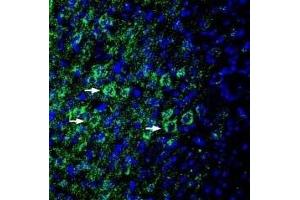 Expression of EphA6 in rat parietal cortex - Immunohistochemical staining of perfusion-fixed frozen rat brain sections with Anti-EphA6 (extracellular) Antibody (ABIN7043125, ABIN7044247 and ABIN7044248), (1:200), followed by goat anti-rabbit-AlexaFluor-488. (EPH Receptor A6 antibody  (Extracellular, N-Term))