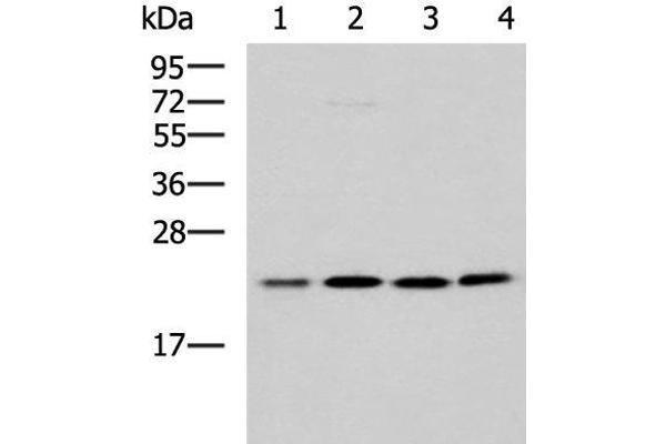 MRPL40 antibody