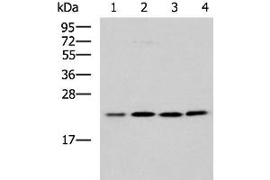 Western blot analysis of K562 A172 Jurkat LOVO cell lysates using MRPL40 Polyclonal Antibody at dilution of 1:1000 (MRPL40 antibody)