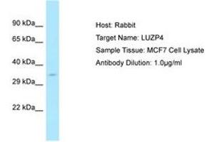 Image no. 1 for anti-Leucine Zipper Protein 4 (LUZP4) (AA 35-84) antibody (ABIN6750112) (LUZP4 antibody  (AA 35-84))
