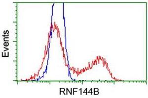Image no. 1 for anti-Ring Finger Protein 144B (RNF144B) (AA 1-256) antibody (ABIN1490645) (RNF144B antibody  (AA 1-256))