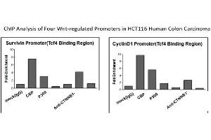CTNNB1 Antibody - middle region (P100601_P050) validated by CHIP using HCT116 cell lysate (CTNNB1 antibody  (C-Term))