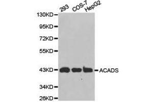 Western Blotting (WB) image for anti-Acyl-CoA Dehydrogenase, C-2 To C-3 Short Chain (Acads) antibody (ABIN1870750) (ACADS antibody)