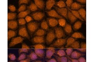 Immunofluorescence analysis of HeLa cells using TNFAIP8L2 Polyclonal Antibody at dilution of 1:100. (TNFAIP8L2 antibody)