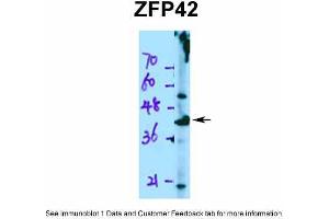 WB Suggested Anti-ZFP42 Antibody Titration:  0. (ZFP42 antibody  (N-Term))