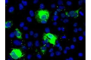 Image no. 1 for anti-Sonic Hedgehog (SHH) (AA 24-197) antibody (ABIN1491248) (Sonic Hedgehog antibody  (AA 24-197))