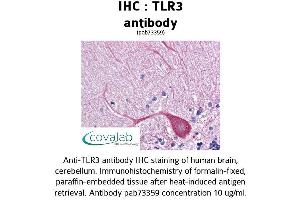 Image no. 1 for anti-Toll-Like Receptor 3 (TLR3) (AA 514-657) antibody (ABIN1740109) (TLR3 antibody  (AA 514-657))