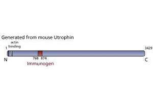 Image no. 3 for anti-Utrophin (UTRN) (AA 768-874) antibody (ABIN968237) (Utrophin antibody  (AA 768-874))