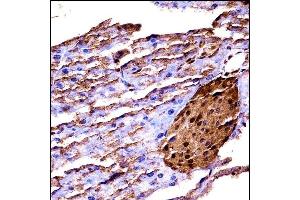 Mouse Map3k2 (N-term) ((ABIN657838 and ABIN2846800))immunohistochemistry analysis in formalin fixed and paraffin embedded mouse pancreas tissue followed by peroxidase conjugation of the secondary antibody and DAB staining. (MAP3K2 antibody  (N-Term))
