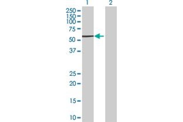 RNF25 antibody  (AA 1-459)