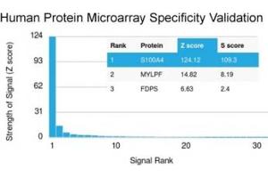 Analysis of HuProt(TM) microarray containing more than 19,000 full-length human proteins using S100A4 antibody (clone S100A4/1481).