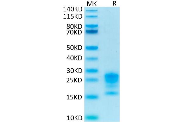 Interleukin 17a Protein (AA 24-155) (His-Avi Tag,Biotin)