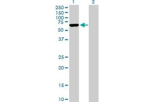 Western Blot analysis of ARMCX5 expression in transfected 293T cell line by ARMCX5 MaxPab polyclonal antibody. (ARMCX5 antibody  (AA 1-558))