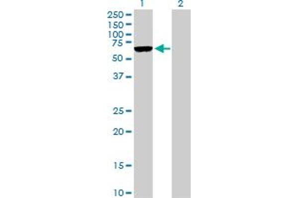 ARMCX5 antibody  (AA 1-558)