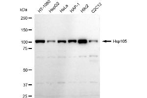 Western blotting analysis using Hsp105 antibody (ABIN7798839).