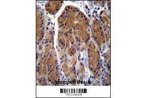 TSSK6 Antibody immunohistochemistry analysis in formalin fixed and paraffin embedded human stomach tissue followed by peroxidase conjugation of the secondary antibody and DAB staining. (TSSK6 antibody  (C-Term))