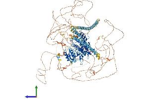 AlphaFold protein structure predicition of Human Recombinant CAMSAP2 Protein, UniprotID Q08AD1 (CAMSAP2 Protein (AA 1-1489) (His tag))