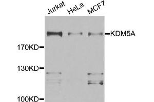 Western blot analysis of extracts of various cell lines, using KDM5A antibody (ABIN5974732) at 1/500 dilution. (KDM5A antibody)