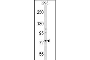 RNPEP Antibody (Center) (ABIN1538377 and ABIN2848965) western blot analysis in 293 cell line lysates (35 μg/lane). (RNPEP antibody  (AA 381-411))