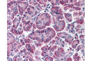 Anti-FBXO9 antibody IHC of human pancreas. (FBXO9 antibody  (AA 431-447))