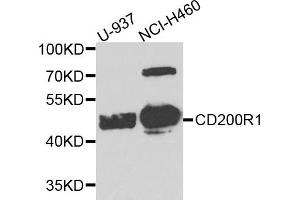 Western blot analysis of extract of U937 and NCIH460 cells, using CD200R1 antibody.