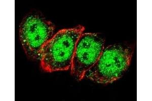 Immunofluorescence (IF) image for anti-Cyclin D1 (CCND1) (AA 68-97) antibody (ABIN3030588)