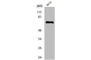 Western Blot analysis of COLO205 cells using HKR1 Polyclonal Antibody (HKR1 antibody  (Internal Region))