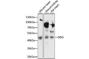 Western blot analysis of extracts of various cell lines, using DDO antibody (ABIN6291977) at 1:1000 dilution. (DDO antibody)