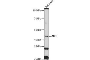 Western blot analysis of extracts of Rat testis, using TI antibody (2517) at 1:1000 dilution. (TIA1 antibody  (AA 1-193))