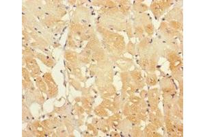 Immunohistochemistry of paraffin-embedded human heart tissue using ABIN7156979 at dilution of 1:100 (RABL5 antibody  (AA 1-185))