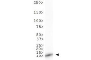 Western Blotting (WB) image for anti-Histone 3 (H3) (H3K9me) antibody (ABIN5706783)