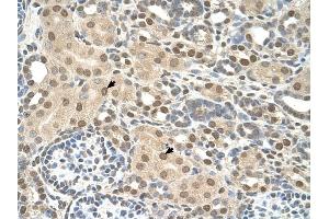 TMEM30A antibody was used for immunohistochemistry at a concentration of 4-8 ug/ml to stain Epithelial cells of renal tubule (arrows) in Human Kidney.