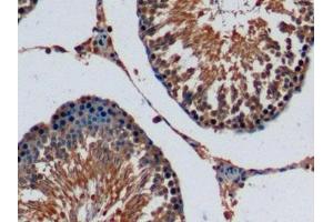 Detection of FGF15 in Rat Testis Tissue using Monoclonal Antibody to Fibroblast Growth Factor 15 (FGF15) (FGF15 antibody  (AA 25-218))