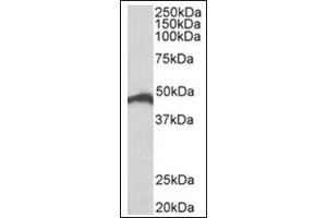 Staining of Jurkat lysate (35µg protein in RIPA buffer) using IRF4 antibody at 0. (IRF4 antibody  (C-Term))