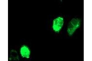 Anti-ADIPOQ mouse monoclonal antibody (ABIN2455201) immunofluorescent staining of COS7 cells transiently transfected by pCMV6-ENTRY ADIPOQ (RC215161). (ADIPOQ antibody  (AA 19-244))