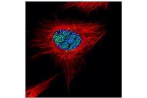 ICC/IF Image Confocal immunofluorescence analysis (Olympus FV10i) of paraformaldehyde-fixed HeLa, using POLR3A, antibody (Green) at 1:500 dilution. (POLR3A antibody  (N-Term))