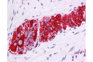 Anti-NR2E1 antibody IHC of human colon, myenteric plexus. (NR2E1 antibody  (N-Term))