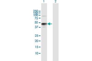 HS3ST3A1 anticorps  (AA 1-406)